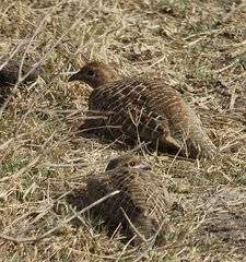 Ortygornis pondicerianus