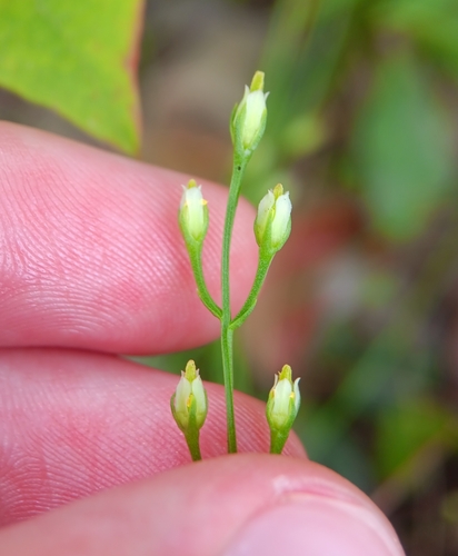 Image of Bartonia virginica by (c) Tyler Ekholm, some rights reserved (CC BY)