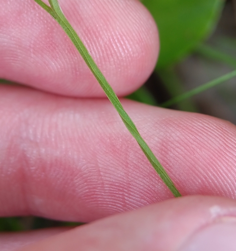 Image of Bartonia virginica by (c) Tyler Ekholm, some rights reserved (CC BY)