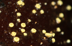 Lachnum pteridophyllum