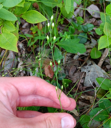 Image of Bartonia virginica by (c) Tyler Ekholm, some rights reserved (CC BY)