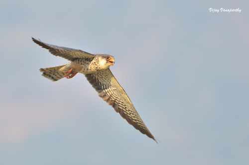 Cernícalo del Amur (Falco amurensis)