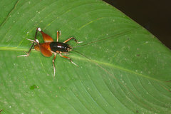 Apotetamenus amazonae