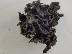 Lathagrium fuscovirens