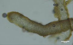 Lathagrium fuscovirens