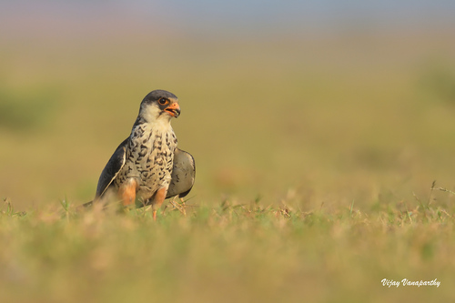 Cernícalo del Amur (Falco amurensis)