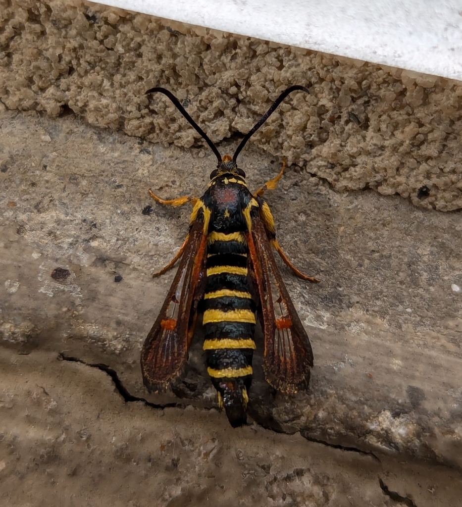 Riley's Clearwing