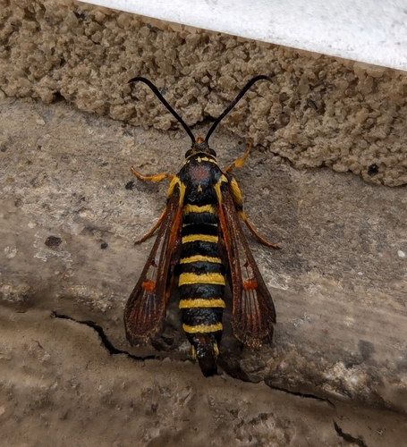 Riley's Clearwing