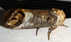 Cossula magnifica