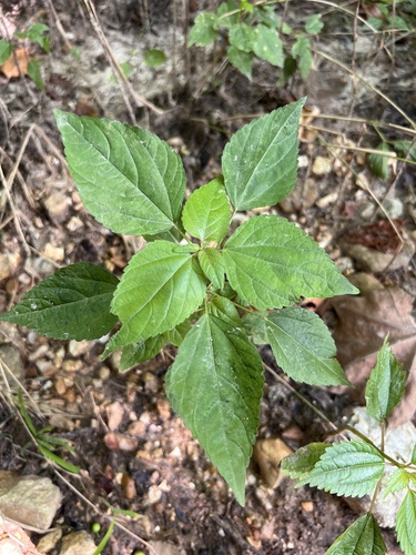 Image of Acalypha deamii by (c) Nathan Aaron, some rights reserved (CC BY)