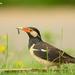 Indian Pied Starling - Photo (c) Vijay Vanaparthy, some rights reserved (CC BY), uploaded by Vijay Vanaparthy