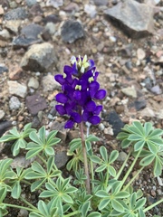 Lupinus flavoculatus