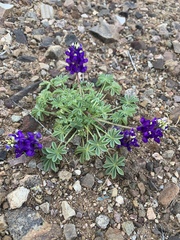 Lupinus flavoculatus