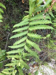 Anchistea virginica image