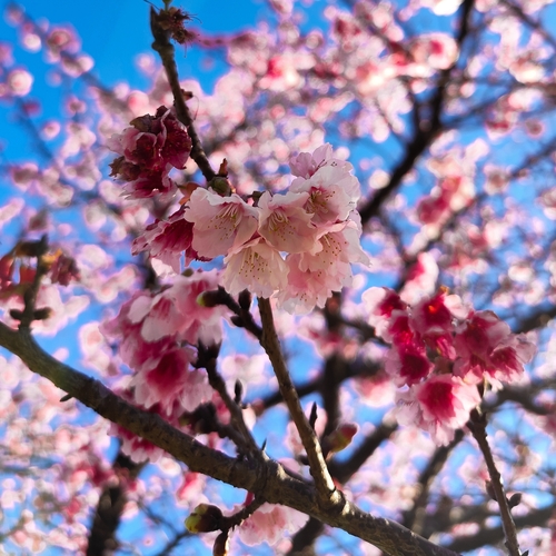 Prunus campanulata