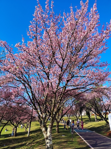 Prunus campanulata