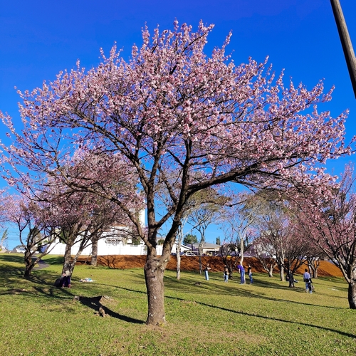 Prunus campanulata