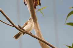 Pycnonotus sinensis