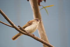 Pycnonotus sinensis