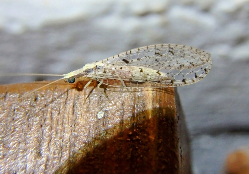 Suarius walsinghami