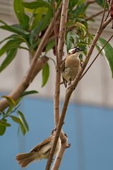 Pycnonotus sinensis