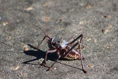 Acanthoplus discoidalis