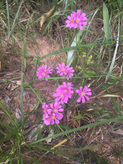 Sabatia gentianoides