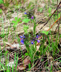 Pulmonaria angustifolia