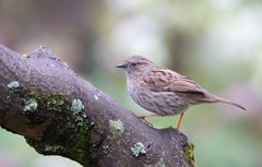 Dunnock photo 2