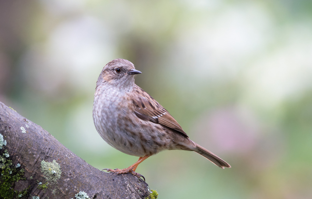 Dunnock photo