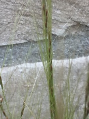Festuca myuros