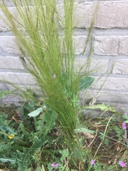 Festuca myuros