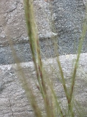 Festuca myuros