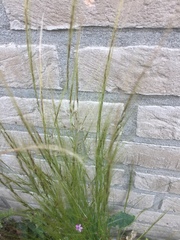 Festuca myuros