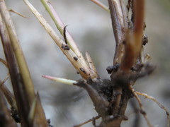 Rytidosperma gracile