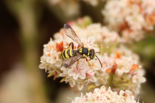 Nomada formula