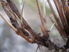 Rytidosperma gracile