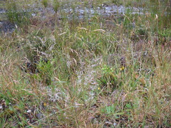 Rytidosperma gracile