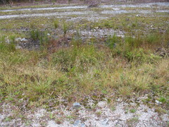 Rytidosperma gracile