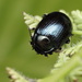 Cow Parsley Leaf Beetle - Photo (c) Mark Gurney, some rights reserved (CC BY-NC-SA)
