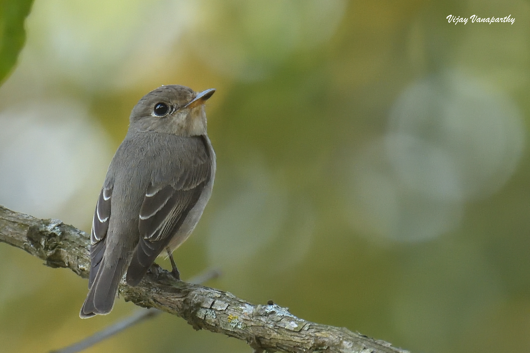 Asian Brown Flycatcher (Muscicapa dauurica)