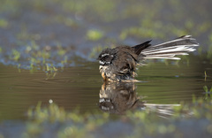 New Zealand Fantail photo 3