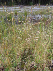 Rytidosperma gracile