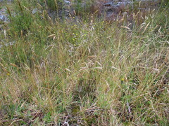 Rytidosperma gracile