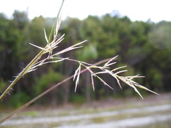 Rytidosperma gracile