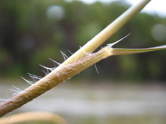 Rytidosperma gracile
