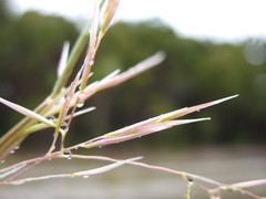 Rytidosperma gracile