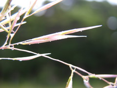 Rytidosperma gracile