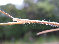 Rytidosperma gracile
