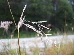 Rytidosperma gracile